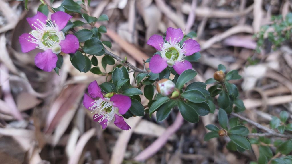 Leptospermum Purple Haze Australian Plants Society