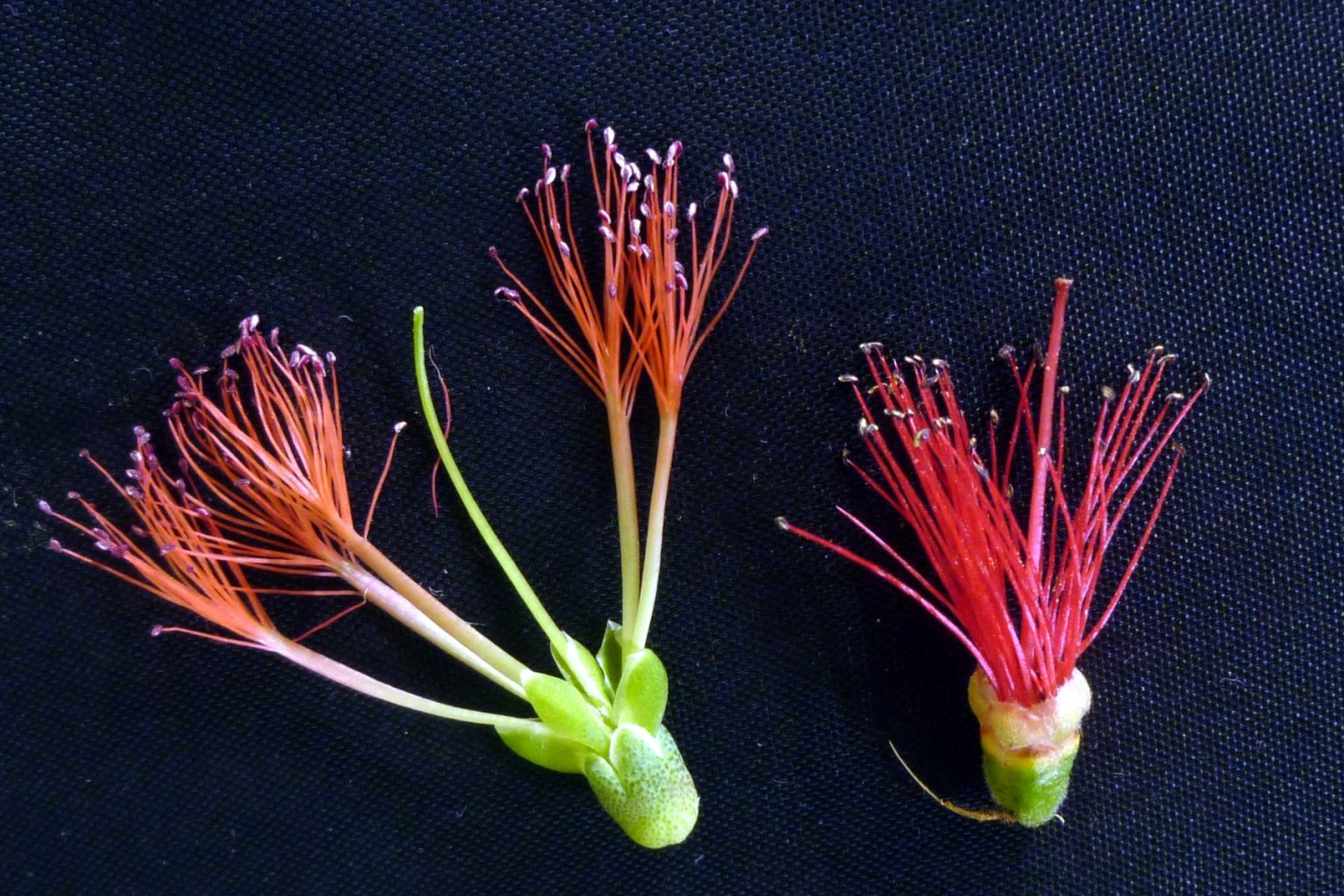 Mel Hypericifolia And Cal Citrinus Australian Plants Society