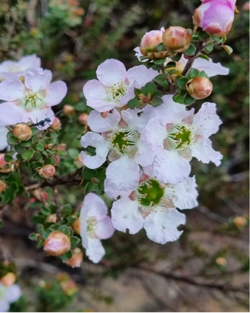 Leptospermum Rotundifolium Australian Plants Society