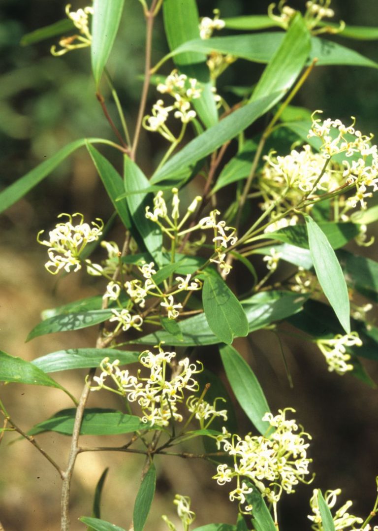 Stenocarpus Salignus Australian Plants Society