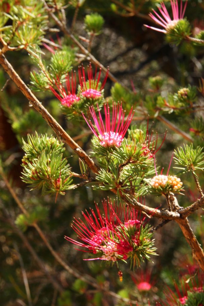 Image Barry JahnkeDARWINIA FASCICULARIS Basin Track IMG 8402 Copy