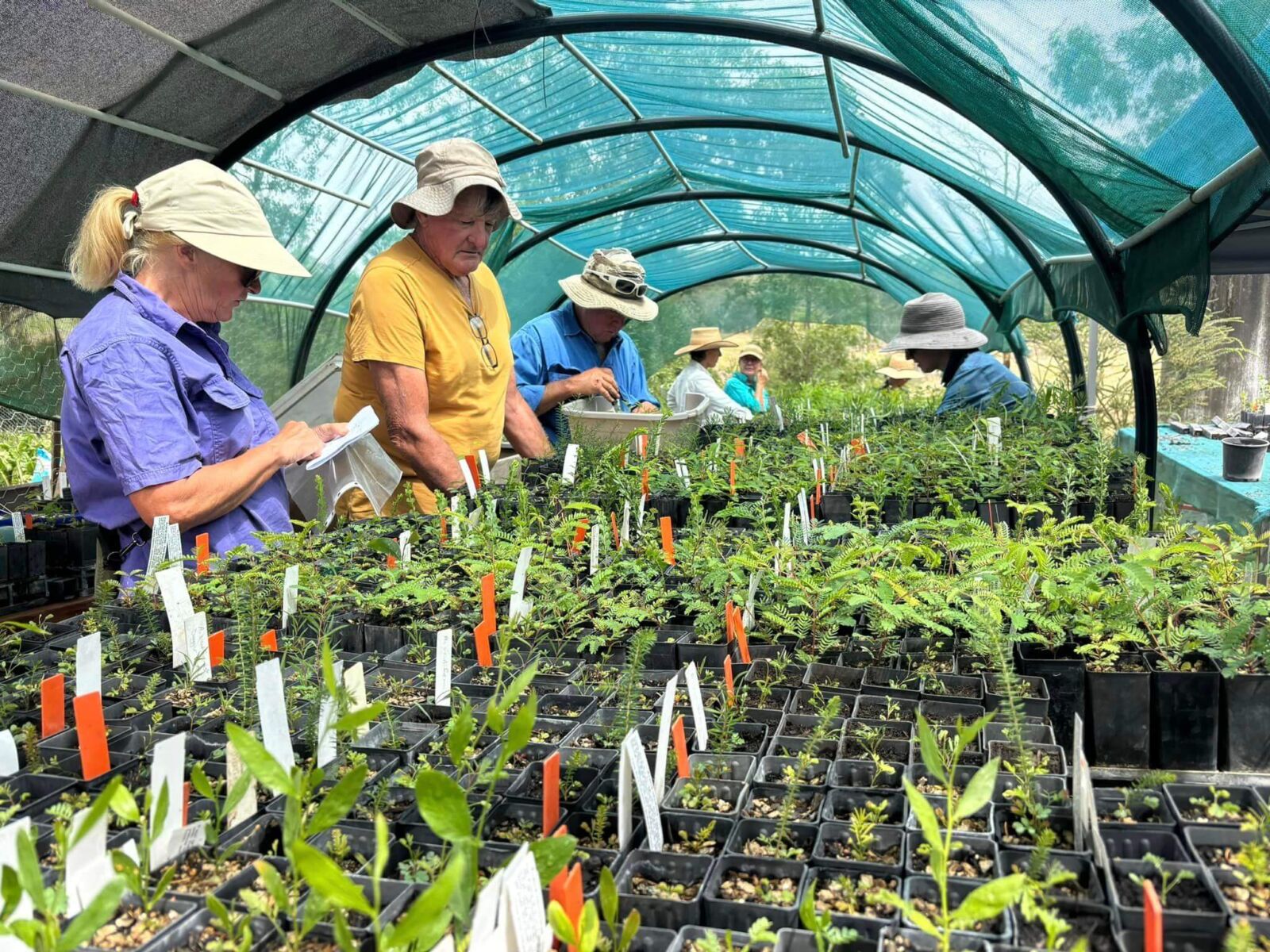 01_Wattle_Valley_Landcare_Nursery_climate_ready_tubestock_Sarah_McGrath_YAN Volunteers tending to climate-ready tubestock during a working bee at Wattle Valley Landcare Nursery. Photo: Sarah McGrath. YAN