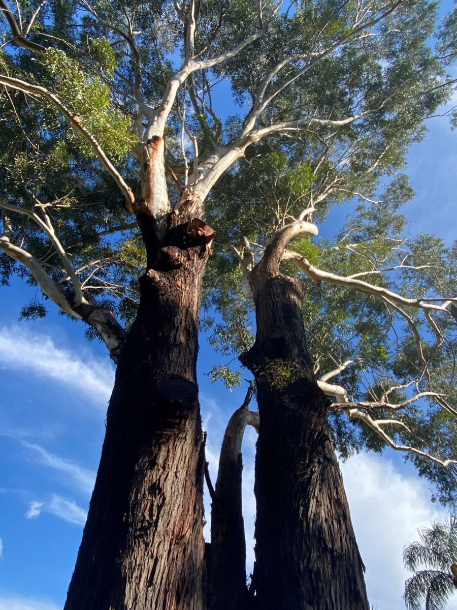 1 Eucalyptus pilularis - Heathcote, NSW (Image: Dan Clarke)