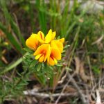 Pultenaea aristata, image Dan Clarke