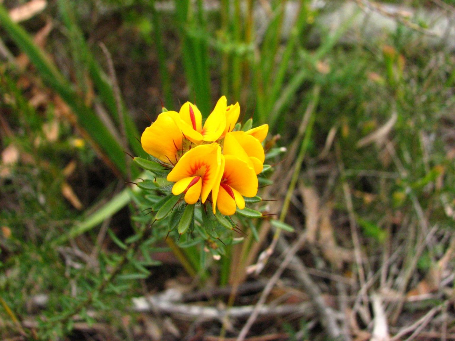 pultenaea-aristata-australian-plants-society