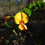 Pultenaea spinosa, image Dan Clarke