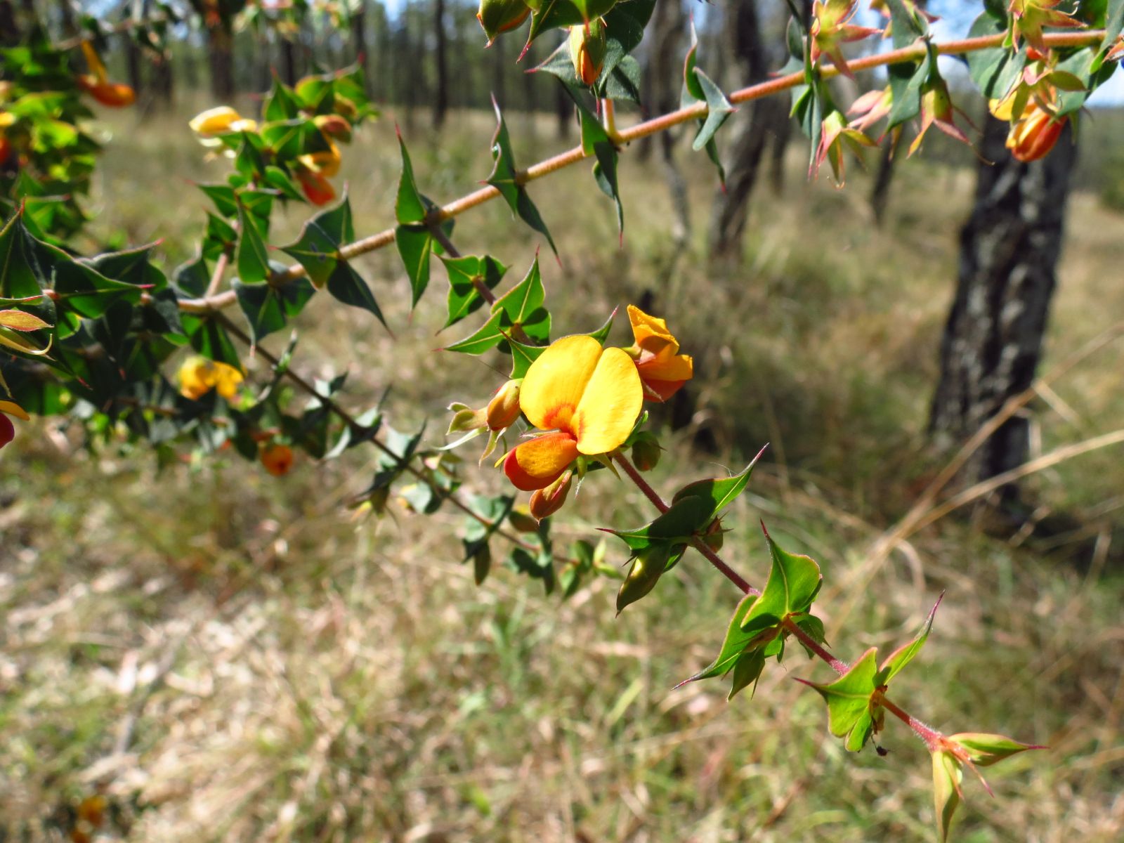 Pultenaea Spinosa Australian Plants Society