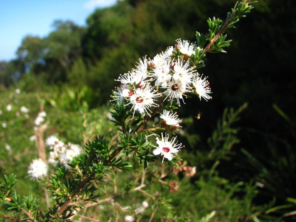 Kunzea ambigua | Australian Plants Society