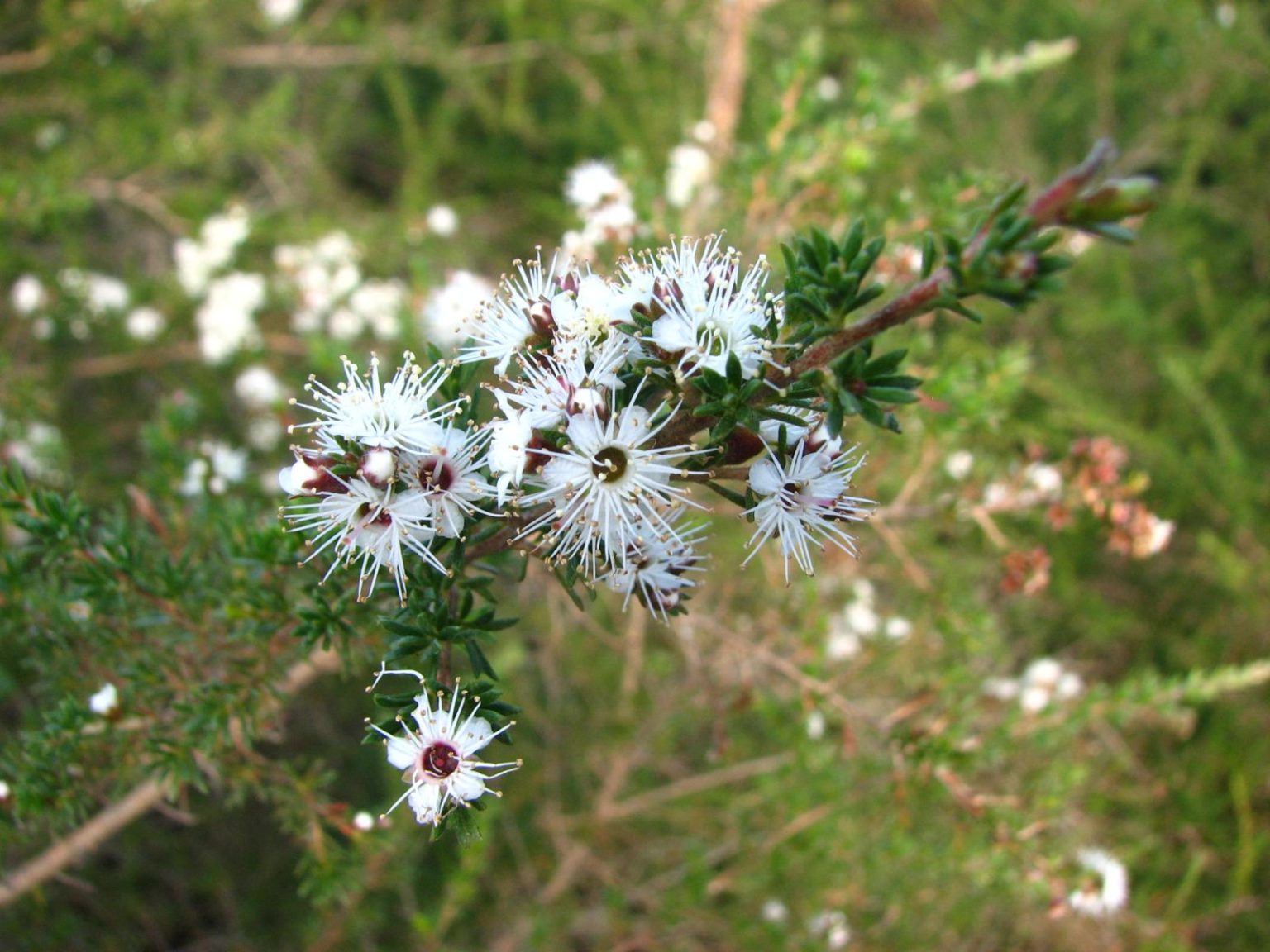 Kunzea ambigua | Australian Plants Society