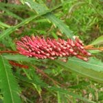 Grevillea longifolia - inflorescence in bud (Image: Dan Clarke)