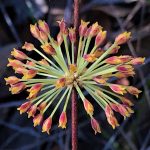 Lomandra multiflora flowers - Georges River NP, image Karlo Taliano