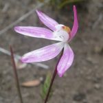 Pink Fingers, Caladenia (Petalochilus) carnea (Orchidaceae