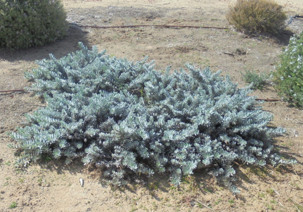 Eremophila glabra ‘Kalbarri Carpet’ | Australian Plants Society