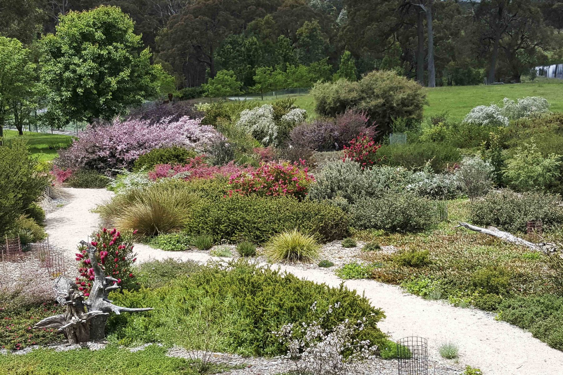 Best plants for australian cottage garden