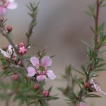 Leptpspermum 'Pink Cascade', image Heather Miles 