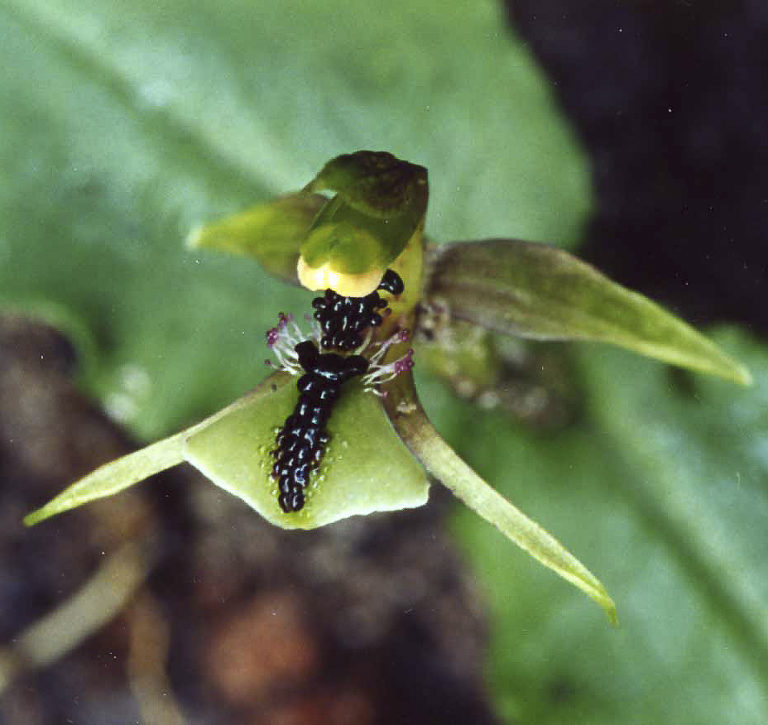 Trickery, Mimicry And Deceit Of Orchids In The Wild | Australian Plants ...