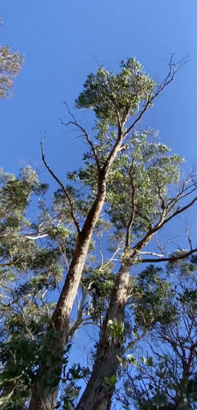 6 Eucalyptus dives - (Image: Dan Clarke)