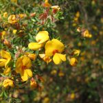 Pultenaea villosa, image Dan Clarke