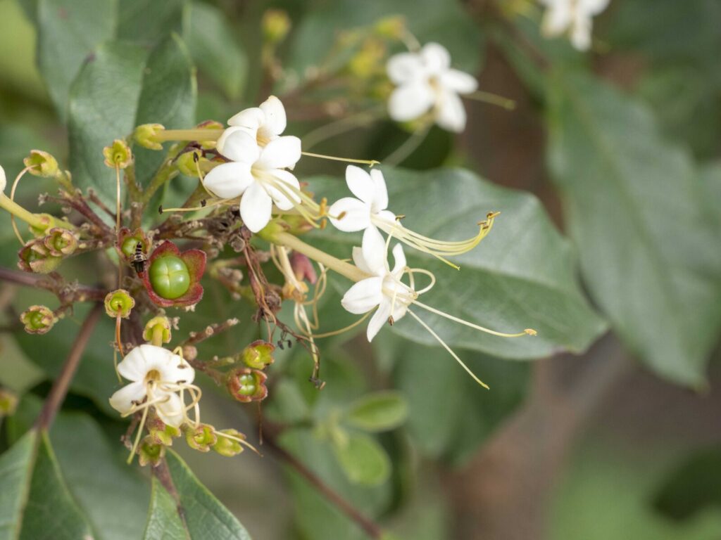 Tree Clemonds Clerodendrum tomentosum | Australian Plants Society
