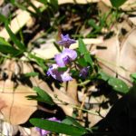 Glycine clandestina (Image: Dan Clarke)