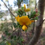 Pultenaea ferruginea, image Dan Clarke