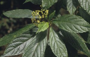 Showing leaves and flower buds