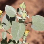 Abutilon otocarpum, image Fiona Murdoch (Mallee Conservation)