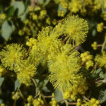 Acacia Little Nugget close up