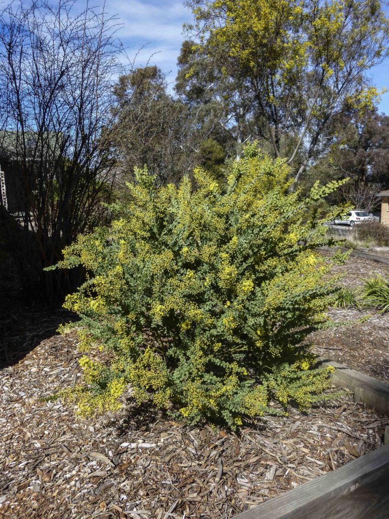 Acacia ‘Little Nugget’ Australian Plants Society