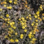 Acacia asparagoides image Alan Fairley 