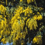 Acacia baileyana, image Alan Fairley 