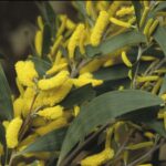 Showing yellow flowers