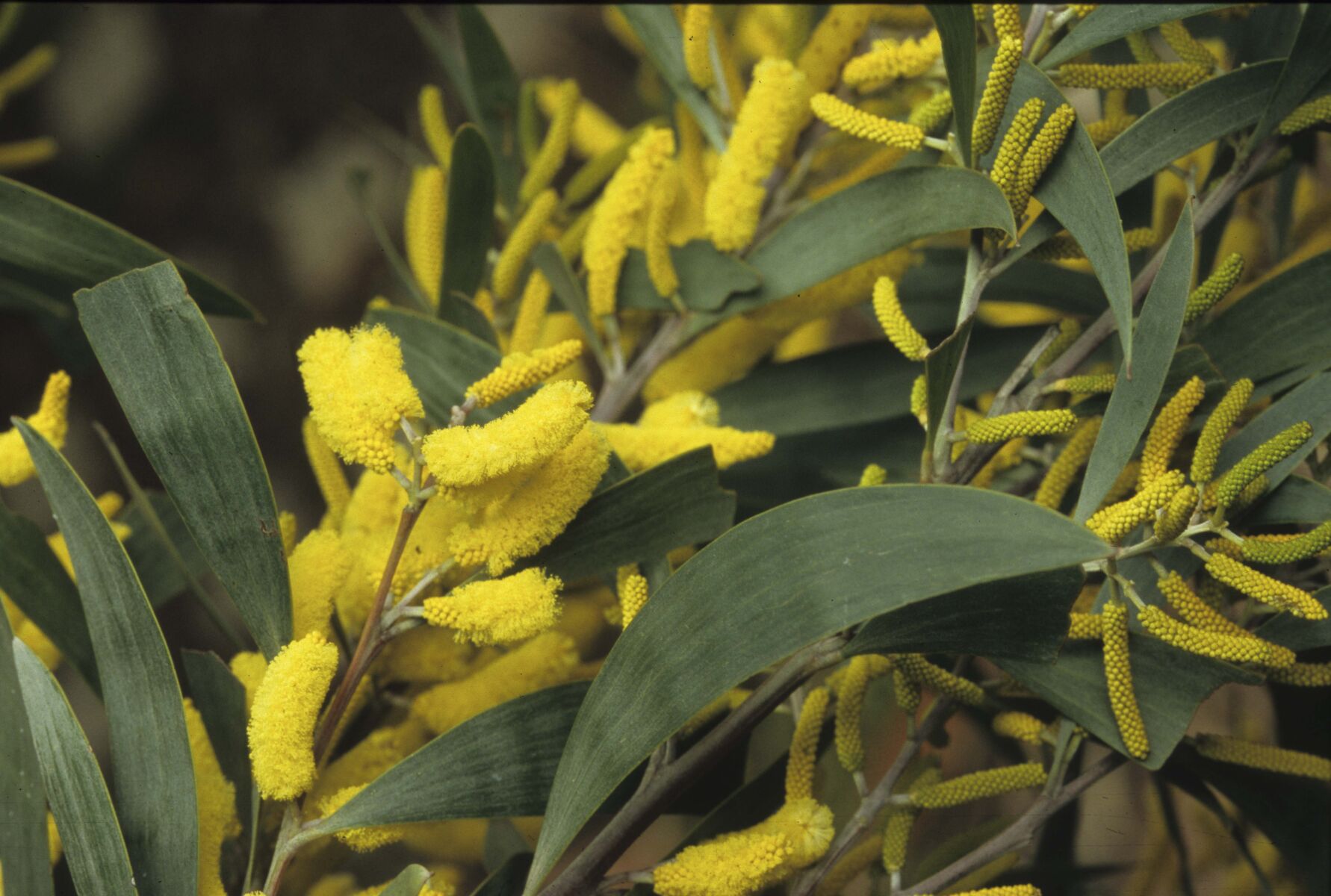 Showing yellow flowers