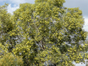Acacia blakei ssp diphylla