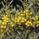 Acacia chalkeri, image Alan Fairley 