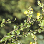 Acacia clandullensis, image Alan Fairley 