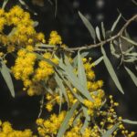 Acacia clunies-rossiae, image Alan Fairley 