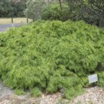 Acacia cognata, low growing form, image Heather Miles 