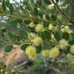 Acacia cremiflora, image Alan Fairley 