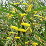 Acacia doratoxylon