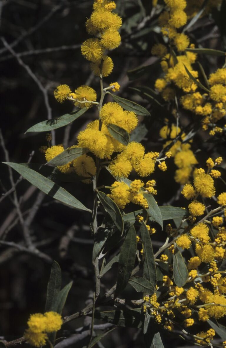 Shrubs over 1 m | Australian Plants Society