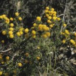 Acacia echinula, image Alan Fairley