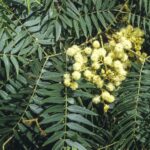 Acacia elata, image Alan Fairley 