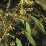 Acacia falcata, image Alan Fairley 