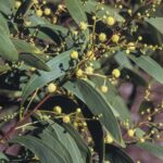 Acacia falciformis, image Alan Fairley 