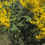 Acacia filicifolia, image Alan Fairley 