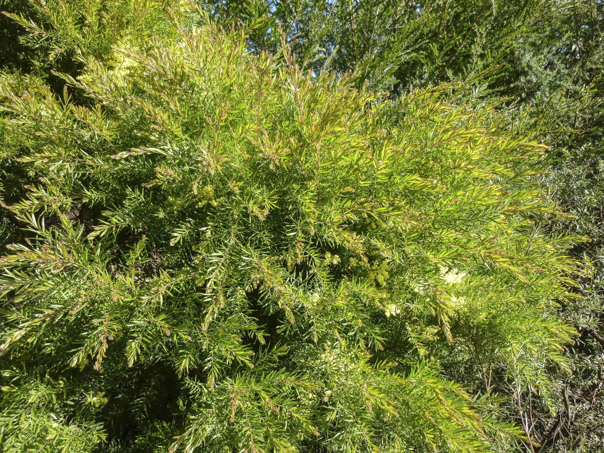 Acacia fimbriata Australian Plants Society