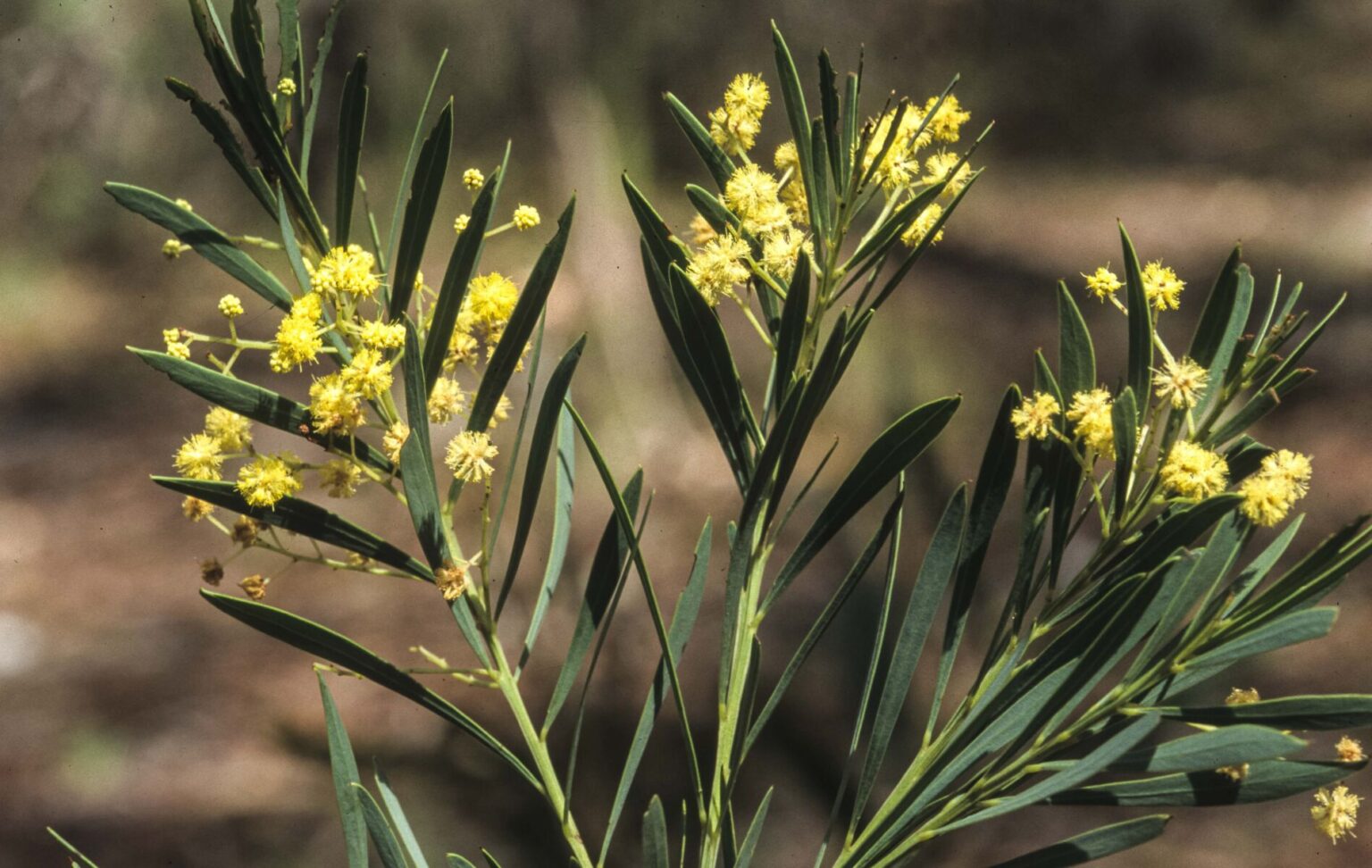 Acacia flocktoniae Australian Plants Society