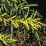 Acacia floribunda, image Alan Fairley 
