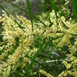 Acacia floribunda, image Dan Clarke